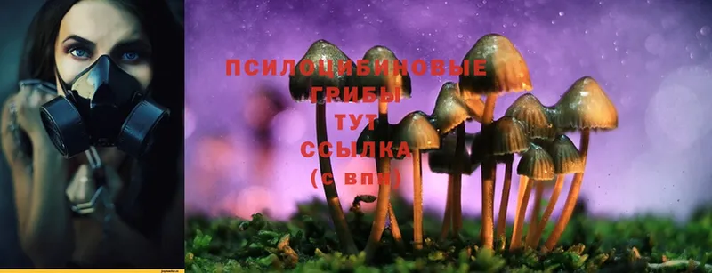 магазин продажи   Гуково  Псилоцибиновые грибы Psilocybine cubensis 